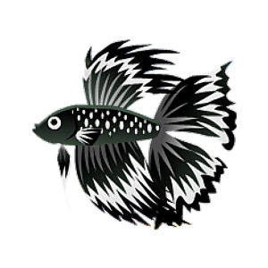 White Blackfin Betta